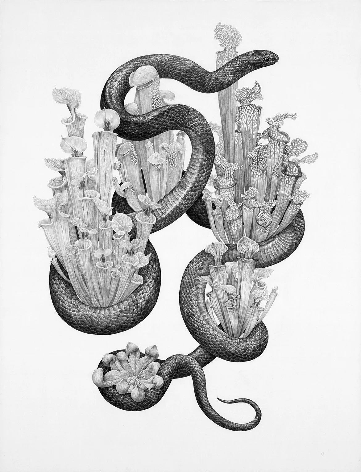 K*様 Zoe Keller 版画 Zoe Keller | Professional Nature Art & Scientific Illustration